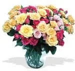 Mixed Colour Roses
